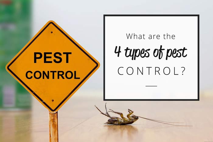 What Are the 4 Types of Pest Control?